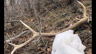 3 BROWN SETS!  Finally found some browns - Utah Elk Sheds 2020