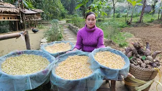 How to Grow Bean Sprouts & Harvest Taro Goes to market sell - Taro planting