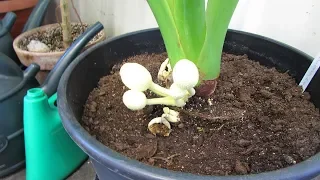 Mushrooms on top of Soil on Houseplants and is it Harmful ?