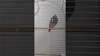 Parrot Jaco eats a pumpkin and holds it in its paw in a funny way