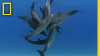 Bottlenose Dolphin Gang Rumble | National Geographic