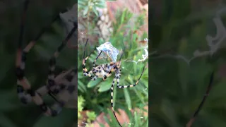 Araña tigre comiendo avispa / Tiger spider eating a hornet