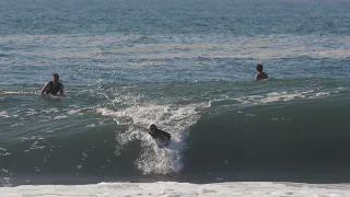 MUTANT GROWER GOES OFF ON PEAK OF SWELL!