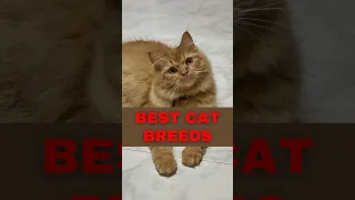 Best Cat Breeds | Top Cat Breeds To Have #friendlypets #pet #cats  #shorts #viral #videoshorts