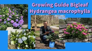 Complete Growing Guide to Bigleaf Hydrangea macrophylla: How to Plant & Care #hydrangea #gardening