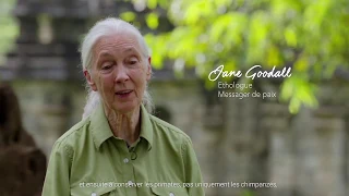 Connaissez vous Jane Goodall?