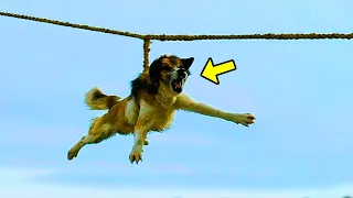 Scared Dog Screamed For Help While Hanging On a Rope. You Won't Believe What The Neighbors Did Next