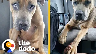 Pittie Asks Her Rescuer To Hold Her Paw On The Way To The Vet | The Dodo Pittie Nation