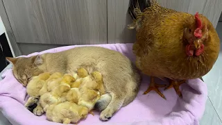 The chick jumped into the basket and slept with the kitten. And the hen guarded by the side.😽🐥