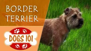 Dogs 101 - BORDER TERRIER - Top Dog Facts About the BORDER TERRIER