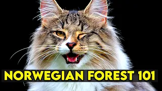 Norwegian Forest Cat 101 - Learn EVERYTHING About Them!