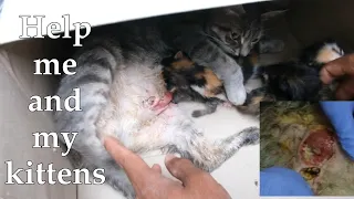 Vlog || Trying to save Mama's cat and her kittens.