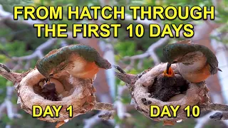 BABY HUMMINGBIRD'S First Ten Days in the NEST Timelapse