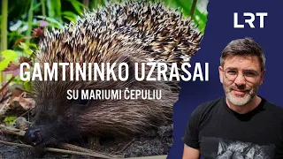 Gamtininko užrašai. Ežius gaubiančius pasakų įvaizdžius prasklaidys Marius Čepulis