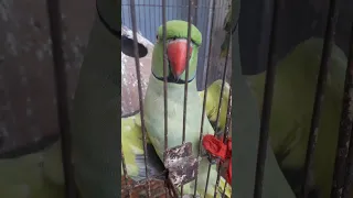 aaj mara parrot 🦜 Sindhi mein baat kar raha hai