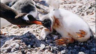 Young Penguin Tragically Dies | Penguin Post Office | BBC Earth