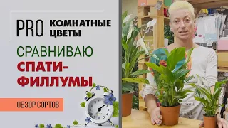 Спатифиллумы от мала до велика обзор 3 сортов: Перл Купидо, Торелли, Свит Чико