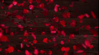 Футаж  Фон  Лепестки роз  ⁄ Rose petals
