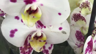 Бомбезный завоз орхидей в Оби 19 сентября 2019 г. Красотка Майя, цимбы, биг липы...