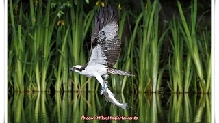 Aviemore Ospreys Gordon feeding the hungry rainbow trout before breakfast time early morning hide