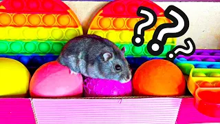 Escape From The Rainbow Prison 🌈🗝️ Let’s Find The Color Key For Hamster | Mochi Hamster Heaven