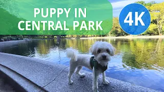 Walking my Dog in Central Park (4K) New York City - 2021