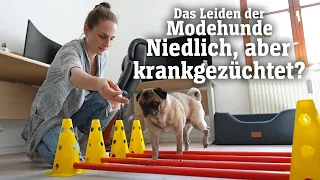 Das Leiden der Modehunde: Niedlich, aber krankgezüchtet? (SPIEGEL TV für ARTE Re:)