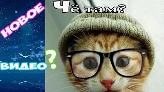 Смешные Кошки 2019 - Сборник Смешные коты, Приколы с котами Funny Cats video