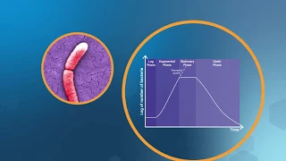 Bacterial Growth in the Lab