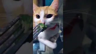 Brokoli sevmeyen kedi