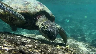 Spectacular Snorkeling on the Big Island of Hawai‘i (4k)