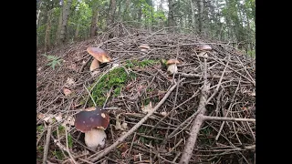 grzyby 2020 Borowiki w ostatni dzień kalendarzowego lata. mushrooms  Белый гриб Beskid Niski