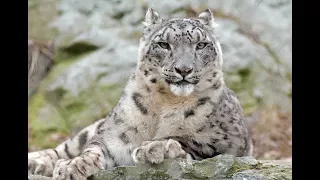 National Geographic Documentary - The Snow Leopard - Wildlife Animals