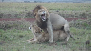 Masai Mara Lions Mating 2