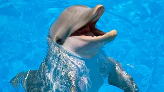 Curious Dolphins: Playful Encounters in the Sea | Cute Dolphins | Dolphins in Sea #infinitesceneshub