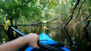 Alligator Charging Kayak 7 12 20