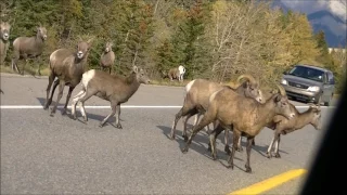 Опасности на дорогах Канады