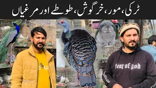 Turkey Birds,Peacock,Ringneck parrot,Rabbits and fancy hens prices | Birds Market Rawalpindi