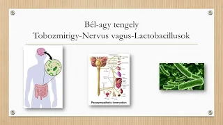 Bél-agy tengely -Tobozmirigy-Nervus vagus-Lactobacillusok