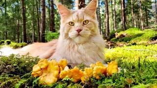 Maine Coon Cat Buster Finds the Gold of the Forest!