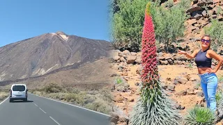 La plantas MAS IMPRECIONANTES  de TENERIFE | Ruta del Tajinaste rojo en flor