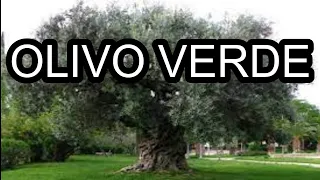 Olivo verde