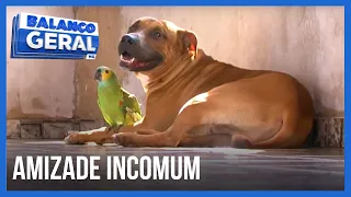 AMIZADE CURIOSA: Cão e papagaio são melhores amigos | BALANÇO GERAL MINAS