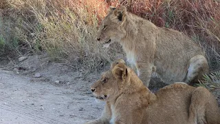 Nine Lion Cubs & Red Road Male in Perfect Light