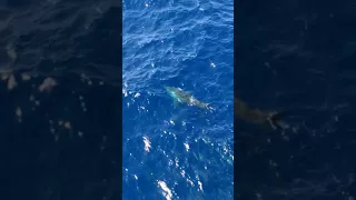 Great white in Gulf of Mexico.