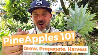 Pineapples 101: Everything You Need To Grow The Best Pineapples Ever!