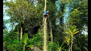 Harvesting langsat fruit behind my village house || harvesting fruit in village