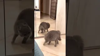 Cat Vs Mirror