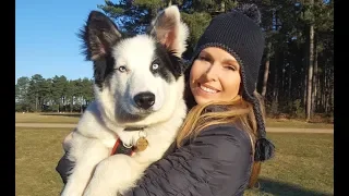 YAKUTIAN LAIKA DOG - RUSSIA'S SUPER SLED DOGS