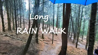Walking In Rain In The Woods With Umbrella - Virtual Forest Walk Video - 1 Hour 45 Minutes